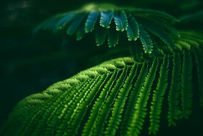 绿色针叶植物的选择性聚焦摄影